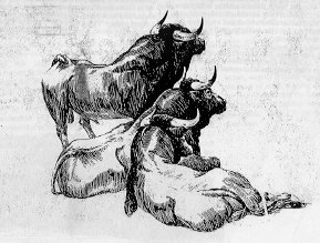 bulls.gif (62468 bytes)
